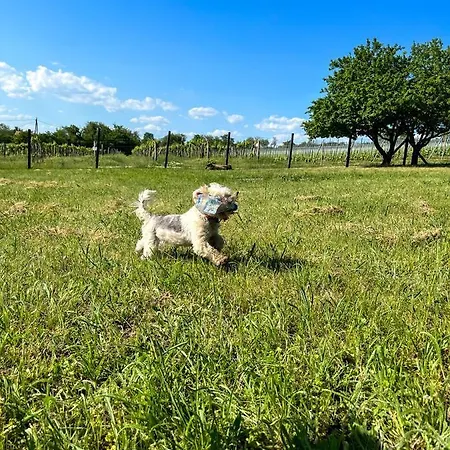 Дом отдыха Voelgyhid Village Balaton